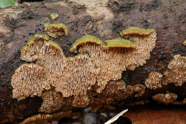Un giretto tra le quercie